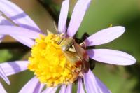 Lygus pratensis