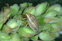 Aelia acuminata