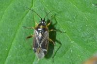Harpocera thoracica