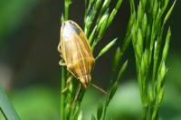 Aelia acuminata