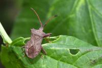 Coreus marginatus