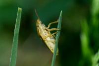 Aelia acuminata