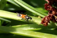 Pterotmetus staphyliniformis