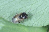 Geocoris megacephalus