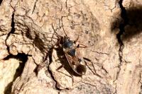 Rhyparochromus vulgaris