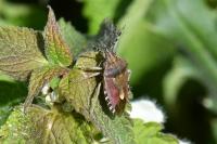 Dolycoris baccarum