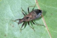 Himacerus mirmicoides