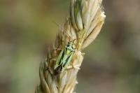 Stenotus binotatus