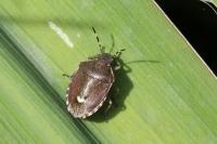 Holcostethus sphacelatus