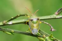 Piezodorus lituratus