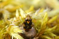 Liocoris tripustulatus