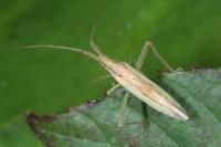 Stenodema laevigata