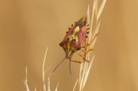 Carpocoris purpureipennis