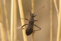 Alydus calcaratus