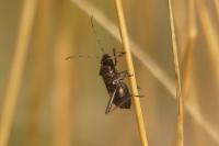 Alydus calcaratus