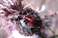 Spilostethus saxatilis