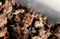 Raglius alboacuminatus