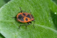 Pyrrhocoris apterus