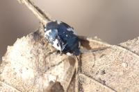 Tritomegas rotundipennis