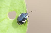 Tritomegas rotundipennis