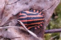 Graphosoma italicum italicum