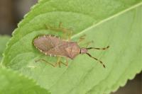 Gonocerus acuteangulatus