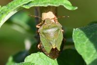Palomena prasina