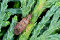 Orsillus depressus