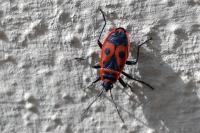 Pyrrhocoris apterus