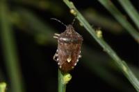 Dolycoris baccarum