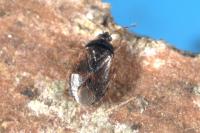 Brachysteles parvicornis