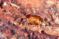 Deraeocoris lutescens