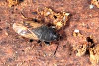 Megalonotus sabulicola
