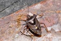 Pentatoma rufipes