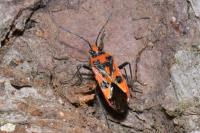 Corizus hyoscyami hyoscyami