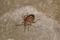 Chlorochroa pinicola
