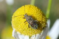 Stictopleurus punctatonervosus
