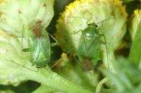 Apolygus spinolae