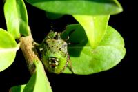 Nezara viridula