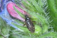 Plagiognathus arbustorum