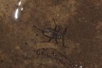 Nepa cinerea