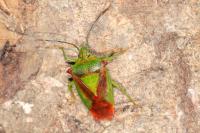 Acanthosoma haemorrhoidale