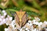 Carpocoris fuscispinus