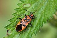 Corizus hyoscyami hyoscyami