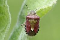 Dolycoris baccarum