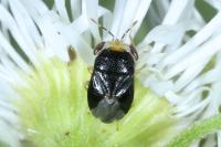 Geocoris erythrocephalus