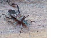 Leptoglossus occidentalis