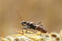Coranus griseus