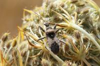 Coranus griseus