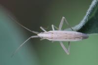 Stenodema laevigata